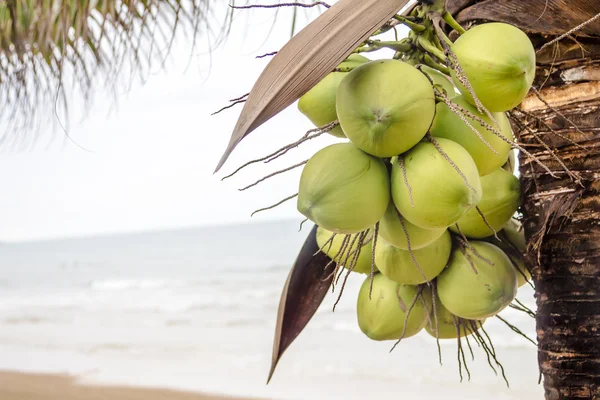 树上的椰子 — 图库照片
