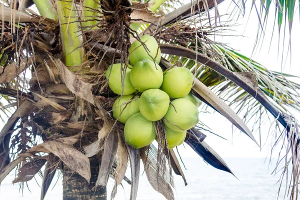 Kokosnüsse am Baum — Stockfoto