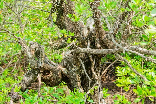 Großer Baum — Stockfoto