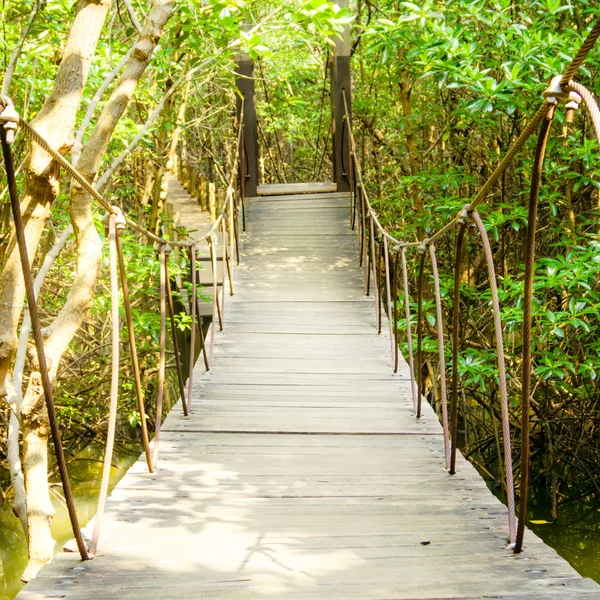 Bosque de manglares — Foto de Stock