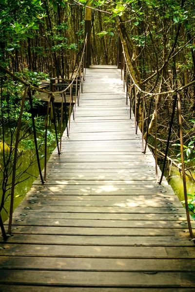 Mangrovenwald — Stockfoto