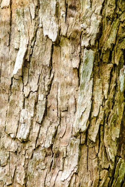 The bark — Stock Photo, Image