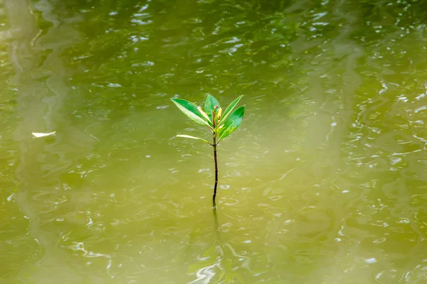 Semis de mangrove — Photo