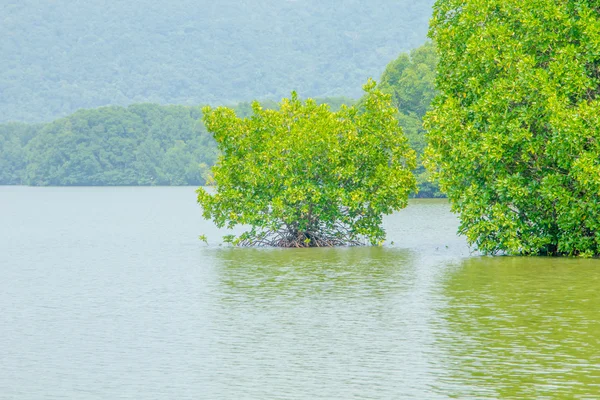 Mangrowe sadzonki — Zdjęcie stockowe