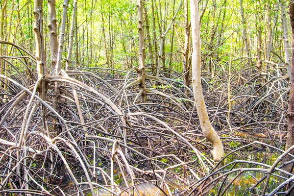 Radici della mangrovia — Foto Stock