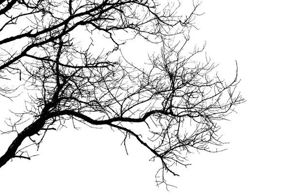 Branches of tree Stock Image