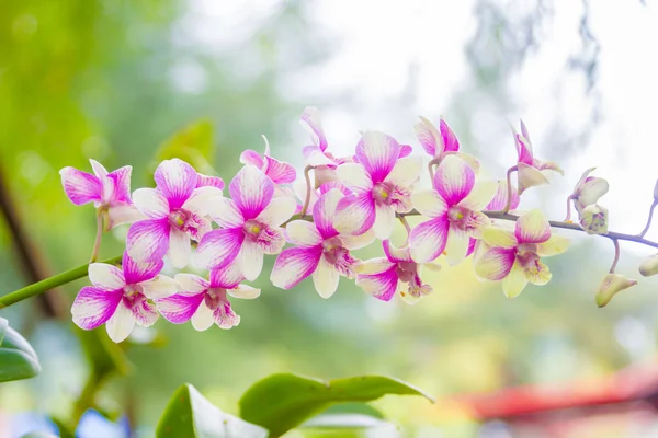 Pink orchid — Stockfoto