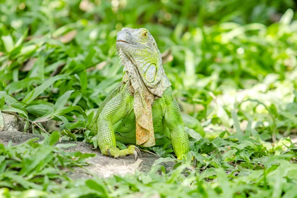 Iguana verde — Foto Stock