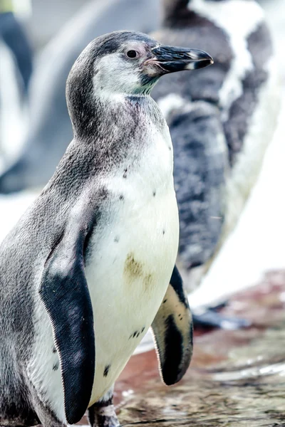 Пингвин — стоковое фото