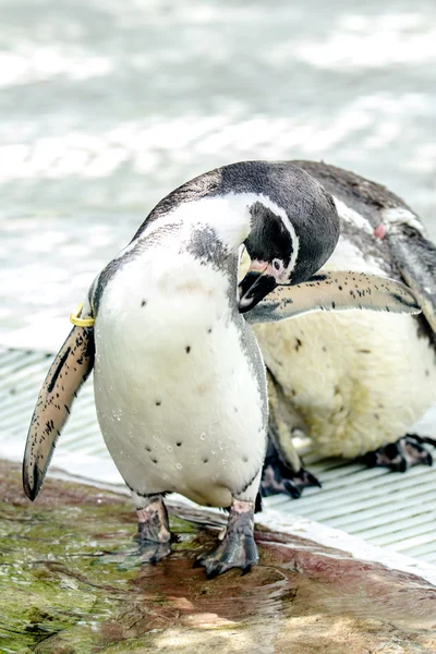 Pinguino — Foto Stock