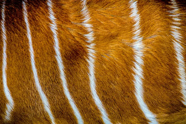 Texture antilope pelliccia — Foto Stock