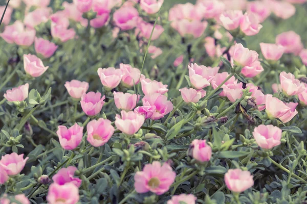 Rosa blomma i trädgården — Stockfoto