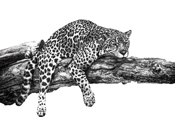 Леопард лежить на деревині — стокове фото