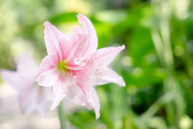 güzel pembe çiçek