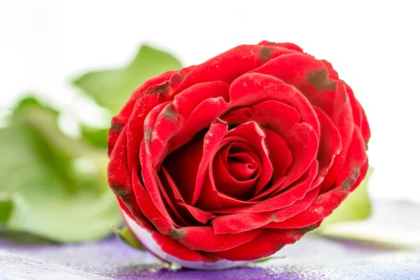 Rote Rose — Stockfoto