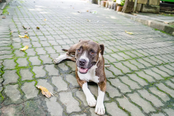 Hond van de stier van de kuil — Stockfoto