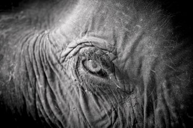 Tayland Asya elephent