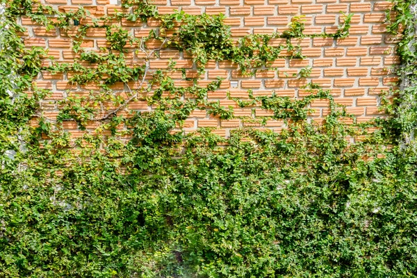 Tuğla duvara bitki — Stok fotoğraf