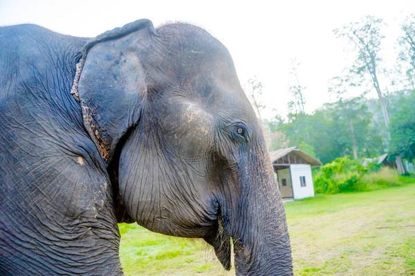 Asian elephent in thailand — Stock Photo, Image