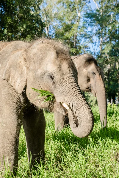 Elefante asiatico in Thailandia — Foto Stock