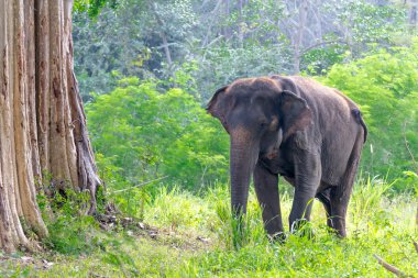 Asya elephent 