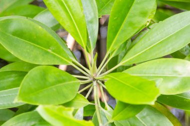 on ağacının yaprak