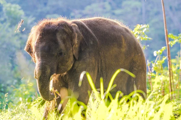 Bambino elefante asiatico — Foto Stock