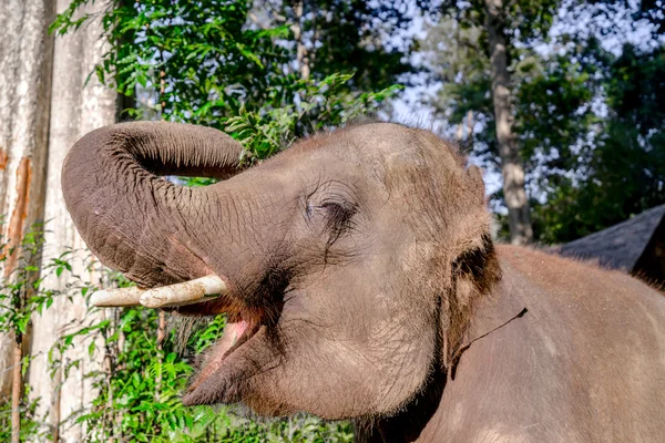 Azjatyckie elephent w Tajlandii — Zdjęcie stockowe