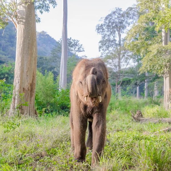 Азіатський elephent в Таїланді — стокове фото