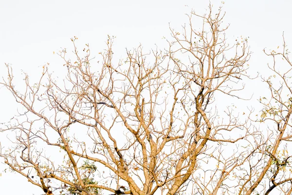 葉のない木 — ストック写真
