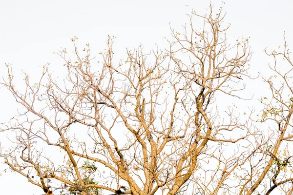 Los árboles sin hojas — Foto de Stock