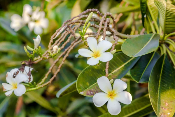 Frangipani flowers — Stock Photo, Image