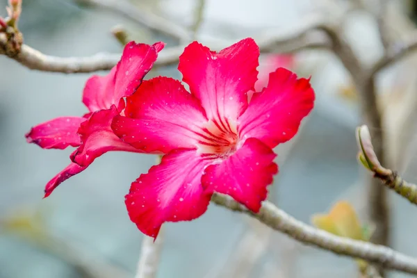 Frangipani bloemen — Stockfoto