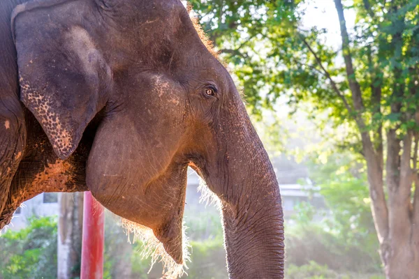 Asian elephent in thailand — Stock Photo, Image