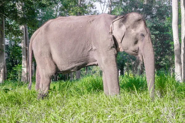 Азіатський elephent в Таїланді — стокове фото