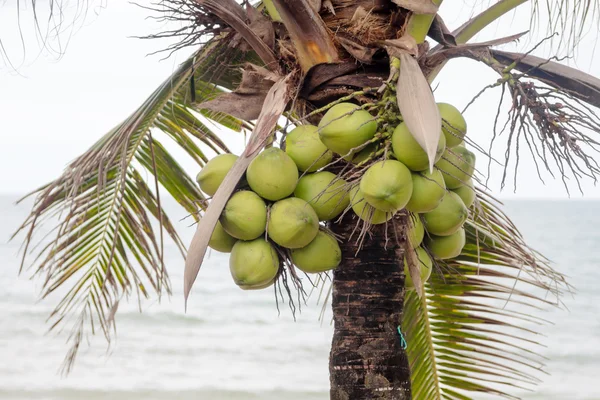 Cocos en el árbol — Foto de Stock