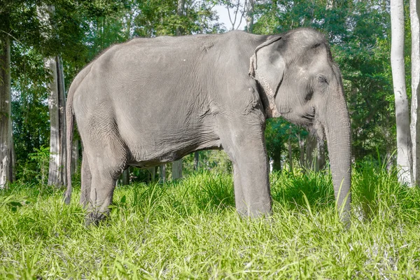 Elefante asiatico in Thailandia — Foto Stock