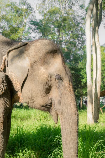 Azjatyckie elephent w Tajlandii — Zdjęcie stockowe