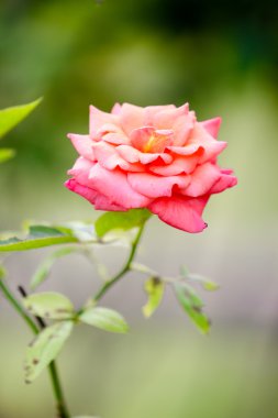 Bahçedeki kırmızı çiçek