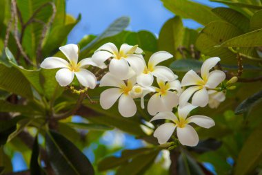 Frangipani çiçekler