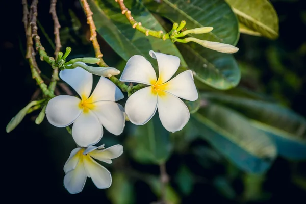 Frangipani fleurs — Photo