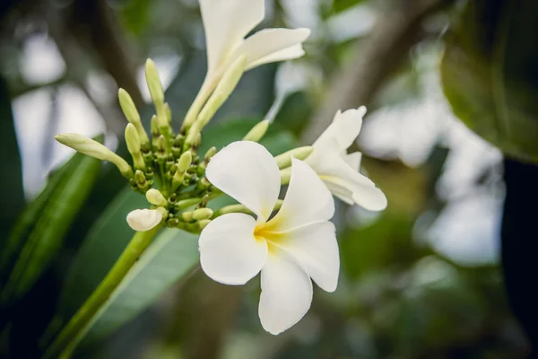 Frangipani fleurs — Photo