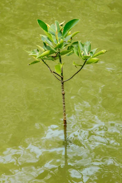 Plántulas de manglar — Foto de Stock