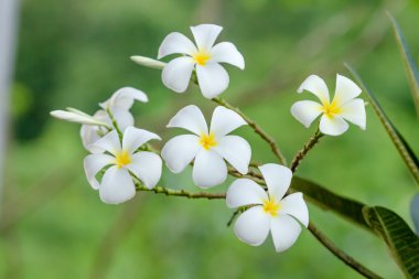 Frangipani çiçekler