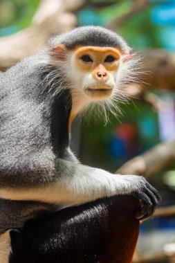 douc (pygathrix nemaeus kırmızı bıçakladılar) 