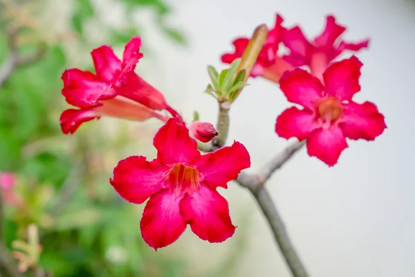 Pouštní růže — Stock fotografie