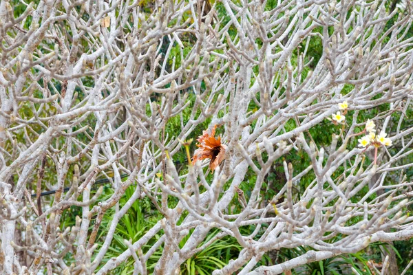 Frangipani ağaç — Stok fotoğraf