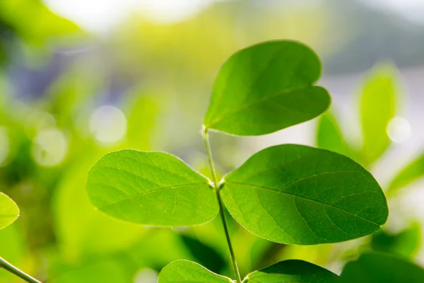 Green leaves — Stock Photo, Image