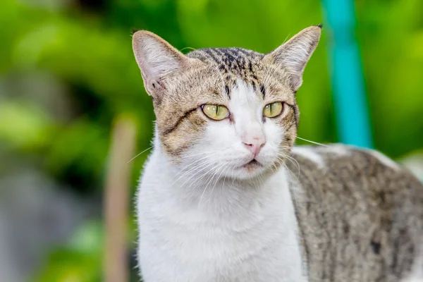 Niedliche Katze — Stockfoto