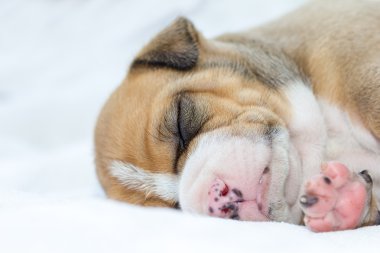 çukur boğa köpek yavrusu 